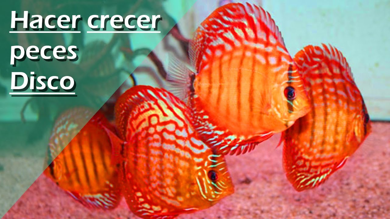 76👶🏻.- ¿Por qué tus PECES DISCO NO CRECEN? GENÉTICA y errores ocultos