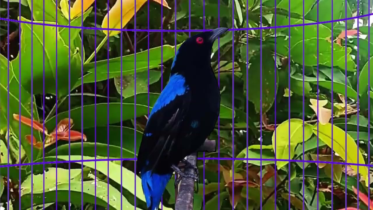 Cucak Biru Gacor Full Isian