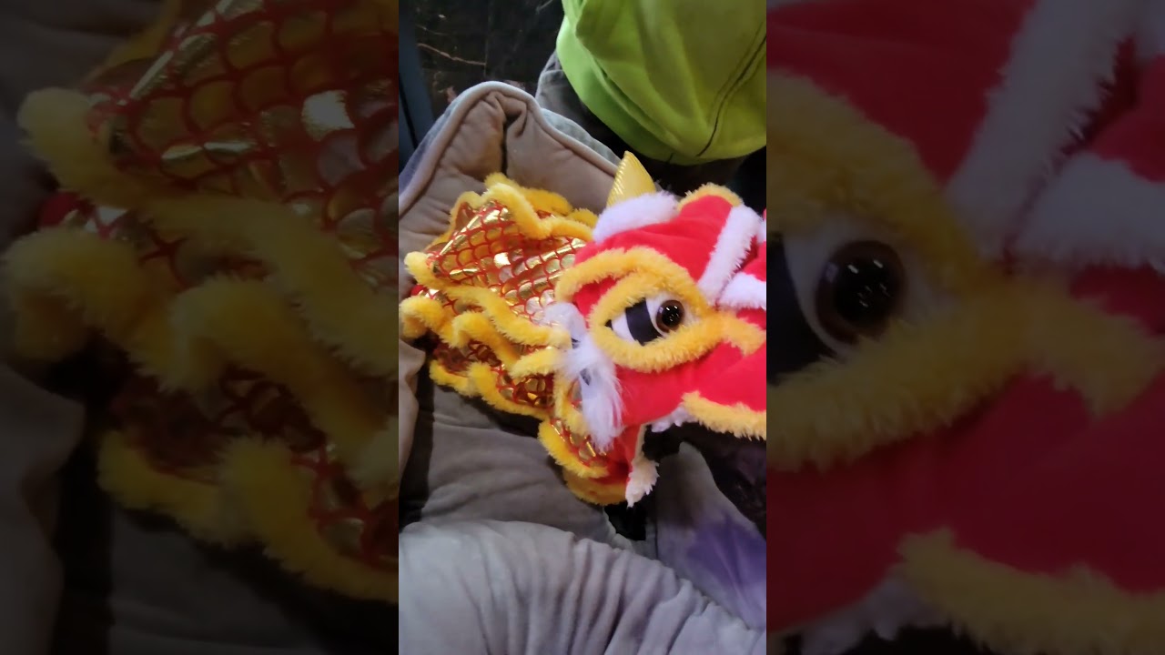My lion dance custom #shorts