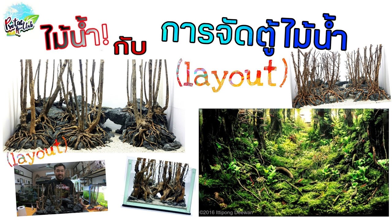 ไม้น้ำ กับ การจัดตู้ไม้น้ำ(layout)
