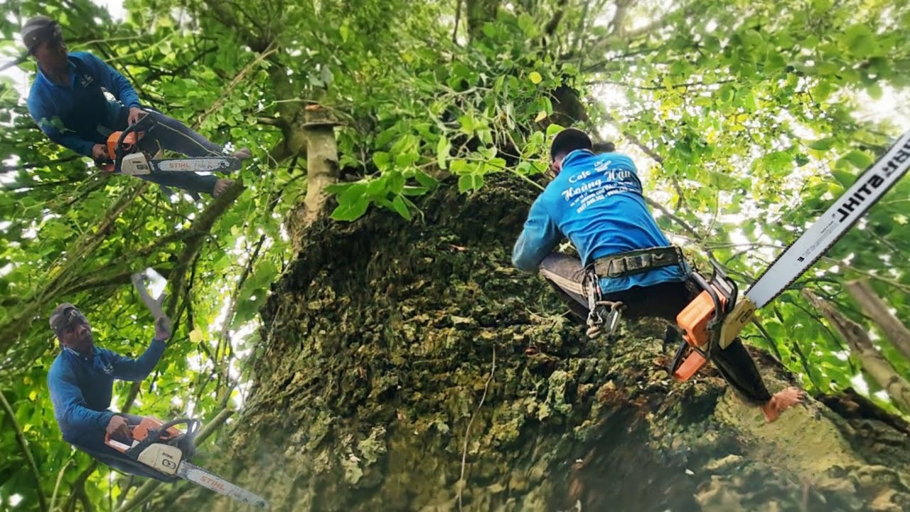 Cưa cây Gáo đỏ da cóc siêu khủng siêu to / Sawing a super big red Gáo tree | P71