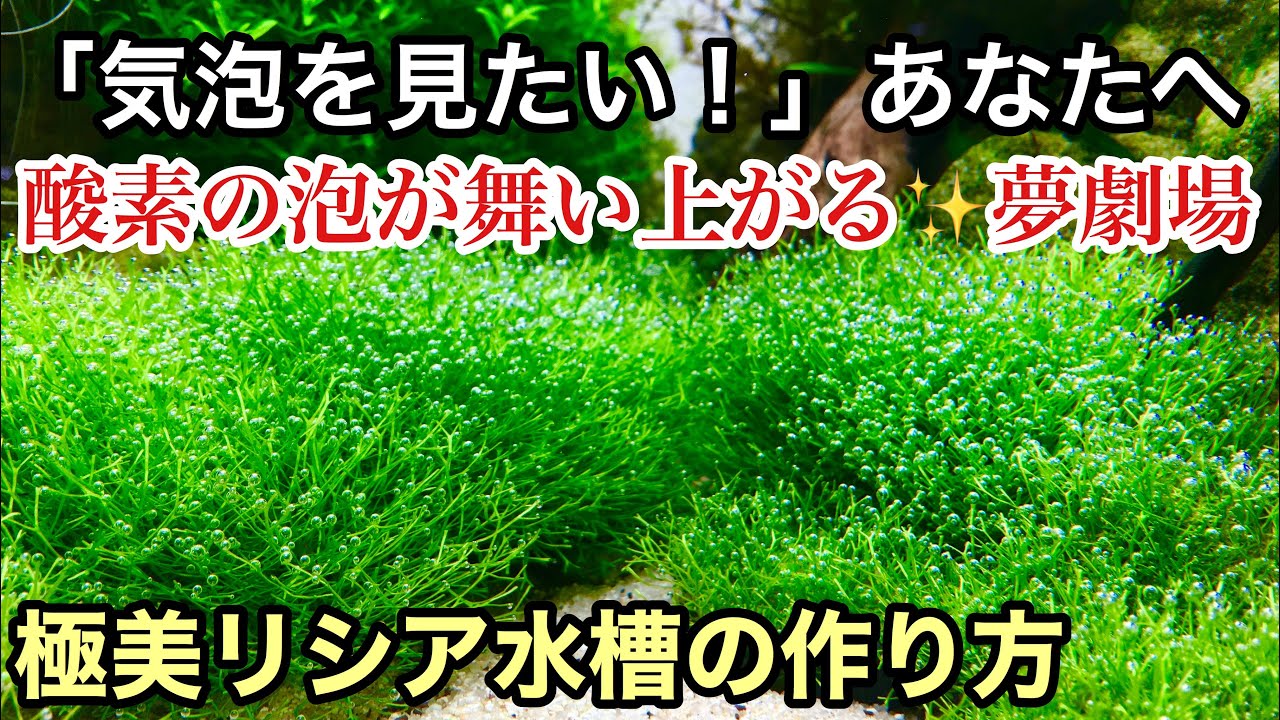 気泡いっぱいのリシア水槽の作り方〜水草の酸素の泡を見たい方は必見！ADAネイチャーアクアリウム水草水槽初心者立ち上げセッティング、リシア前景草育て方、水草育成、the making aquarium