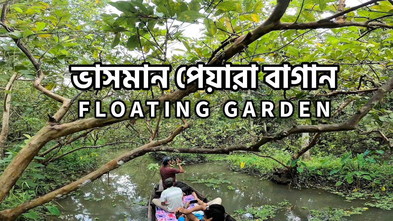 ভাসমান পেয়ারা বাগান | আদামকাঠি- ভিমরুলী | Floating Agriculture Bangladesh | Bhimruli Jhalokhati