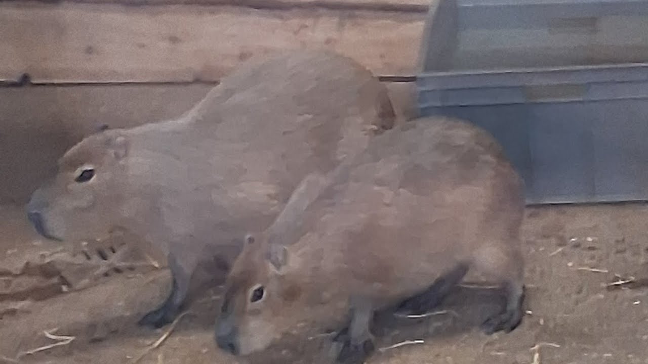 Capybaras At Edinburgh Zoo 2025
