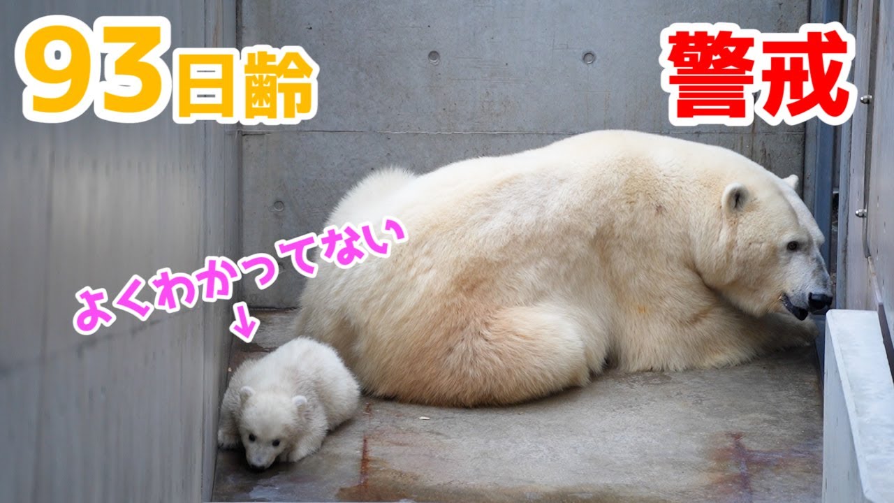 【お部屋移動】父親豪太を警戒するお母さん【93日齢】Polar Bear Baby Growth Record(Day 93)