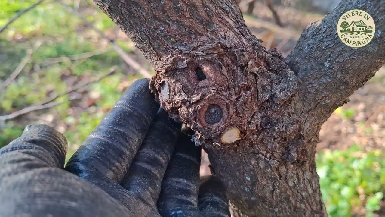 Potatura del cachi  Come e quando potare il caki kachi kaki Persimmon pruning1