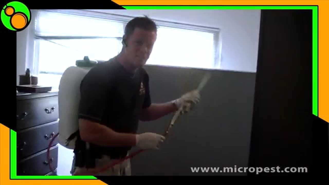 Bed Bug Pest Control Sydney.