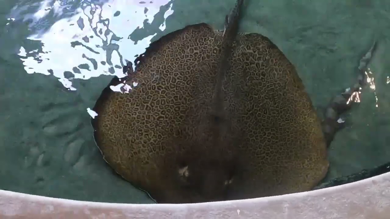Orlando - October 2025 - sea world - icon park - islands of adventure - part 4