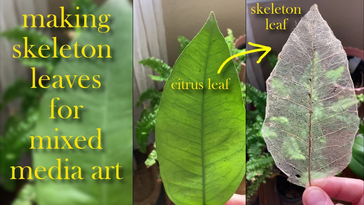 Making Skeleton Leaves for Mixed Media Art and Crafts from Citrus Leaves