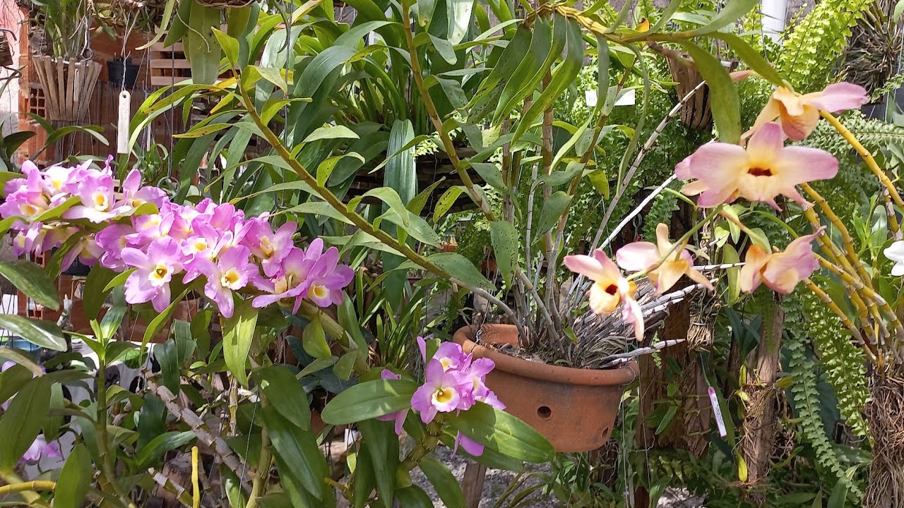 DENDROBIUM MOSCHATUM COMO CULTIVAR ESSA BELA ORQUÍDEA GIGANTE🌺
