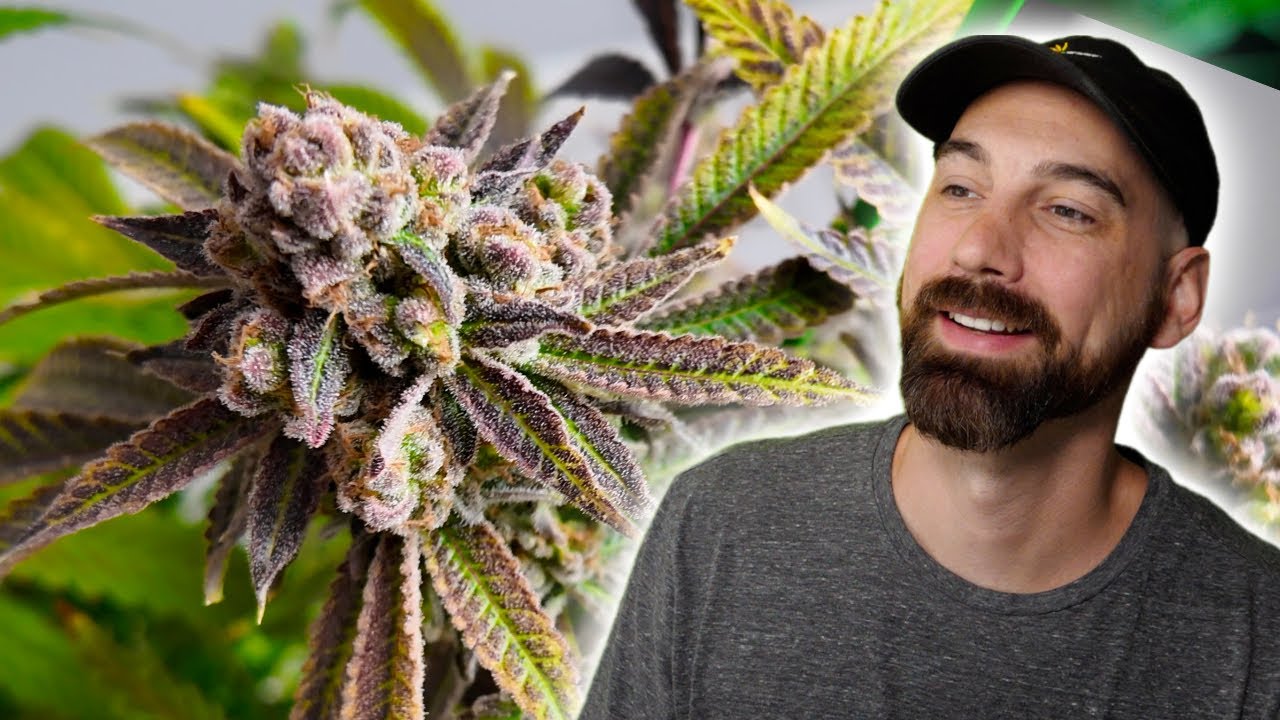 Harvesting Pungent Punch by Shadowborn Genetics (Sticky & Loud!)