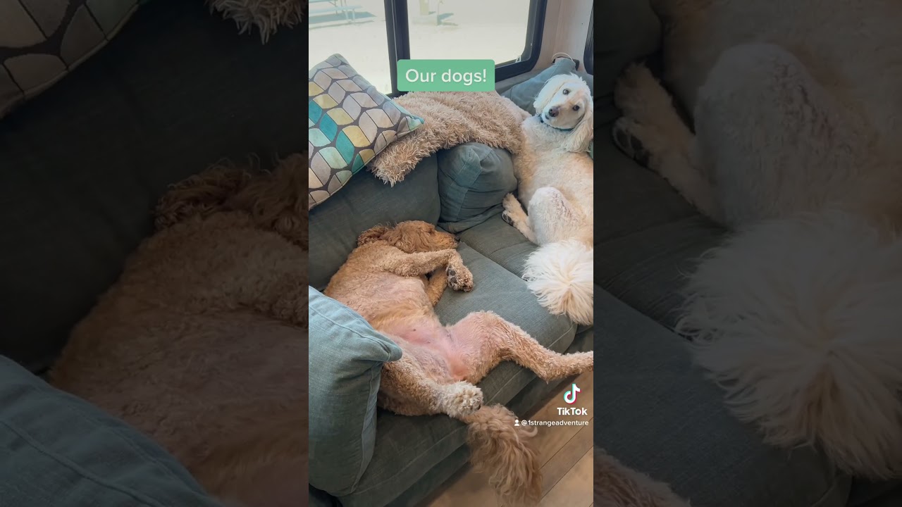 Do our dogs like living in the RV? You be the judge! 🐶💚 #rvlife #rvliving #gdrv4life #doglife #dog