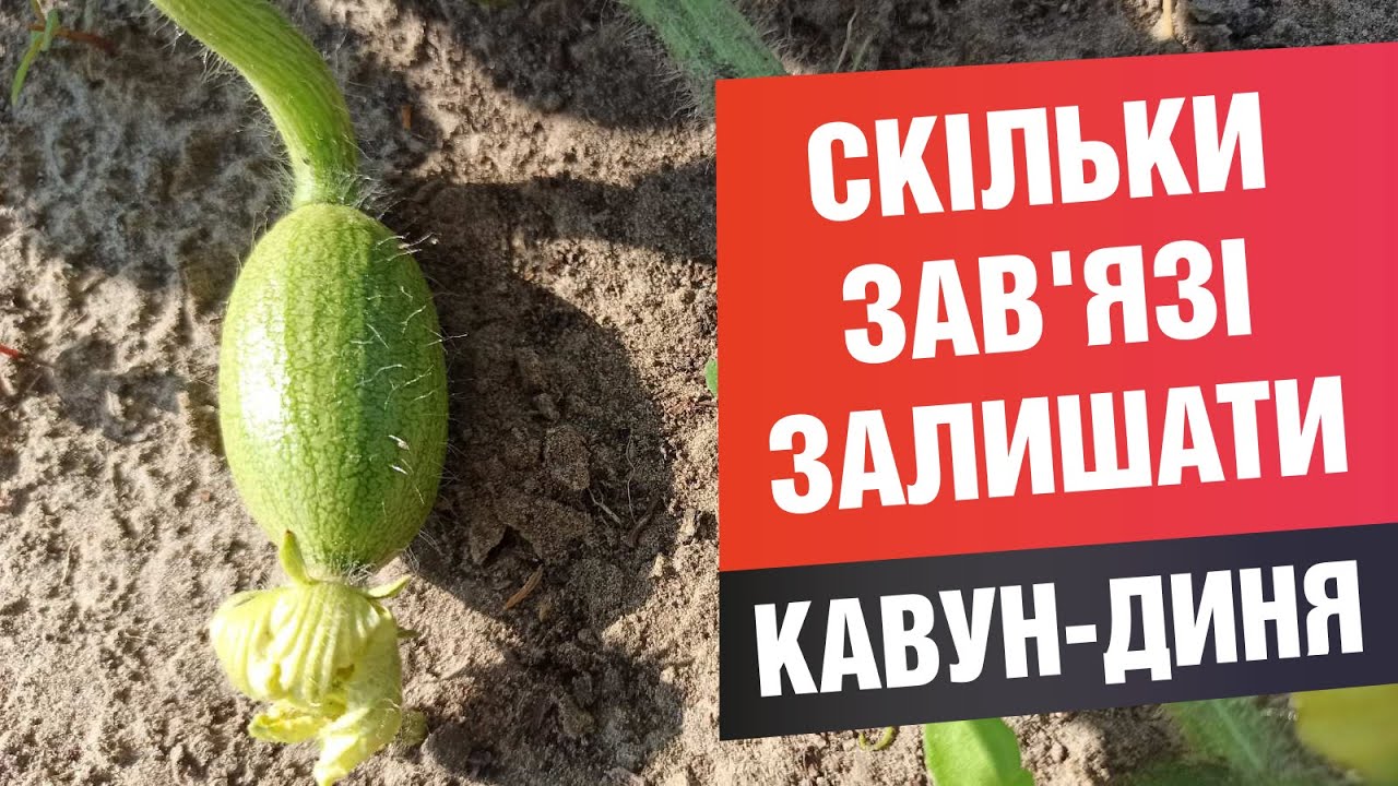 Яку кількість зав'язі залишати на кавунах  / динях? Скільки плодів лишити на стеблі на баштані?