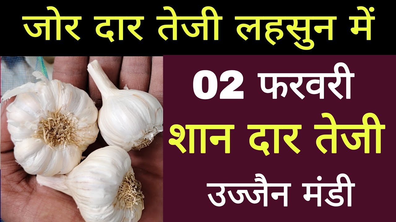 ujjain Mandi new lahsun ka bhav l 02 February 2026 l live bhav today 