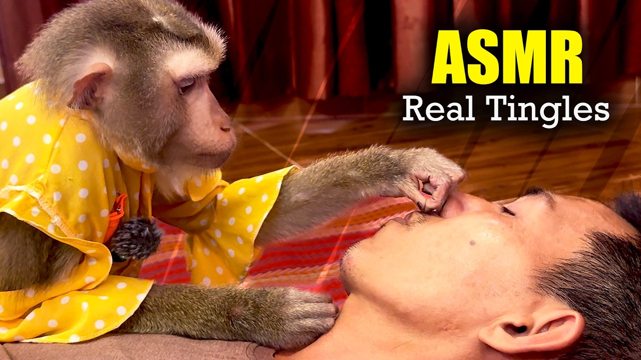 ASMR Monkey (No Talking) | Judy's Delicate Tapping & Scratching For Sleep Fast