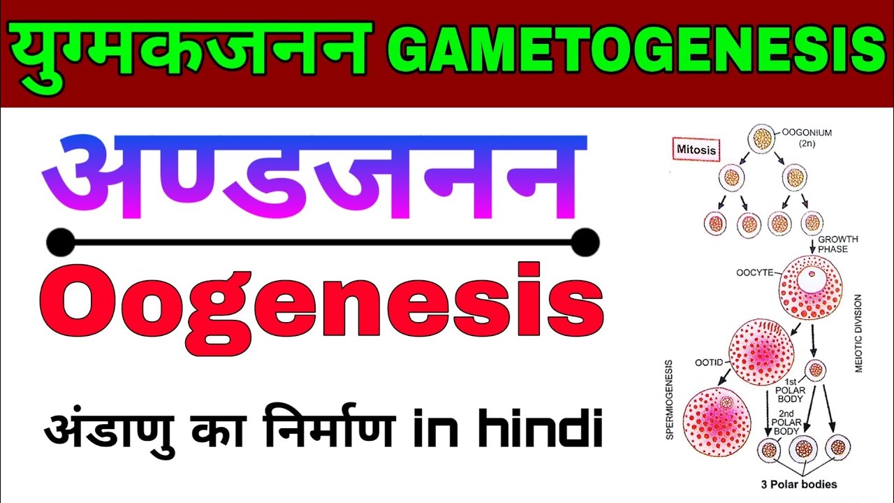 Oogenesis(अण्डजनन)| अण्डाणु का निर्माण(Formation of ovulation) युग्मकजनन (GAMETOGENESIS) | Biology