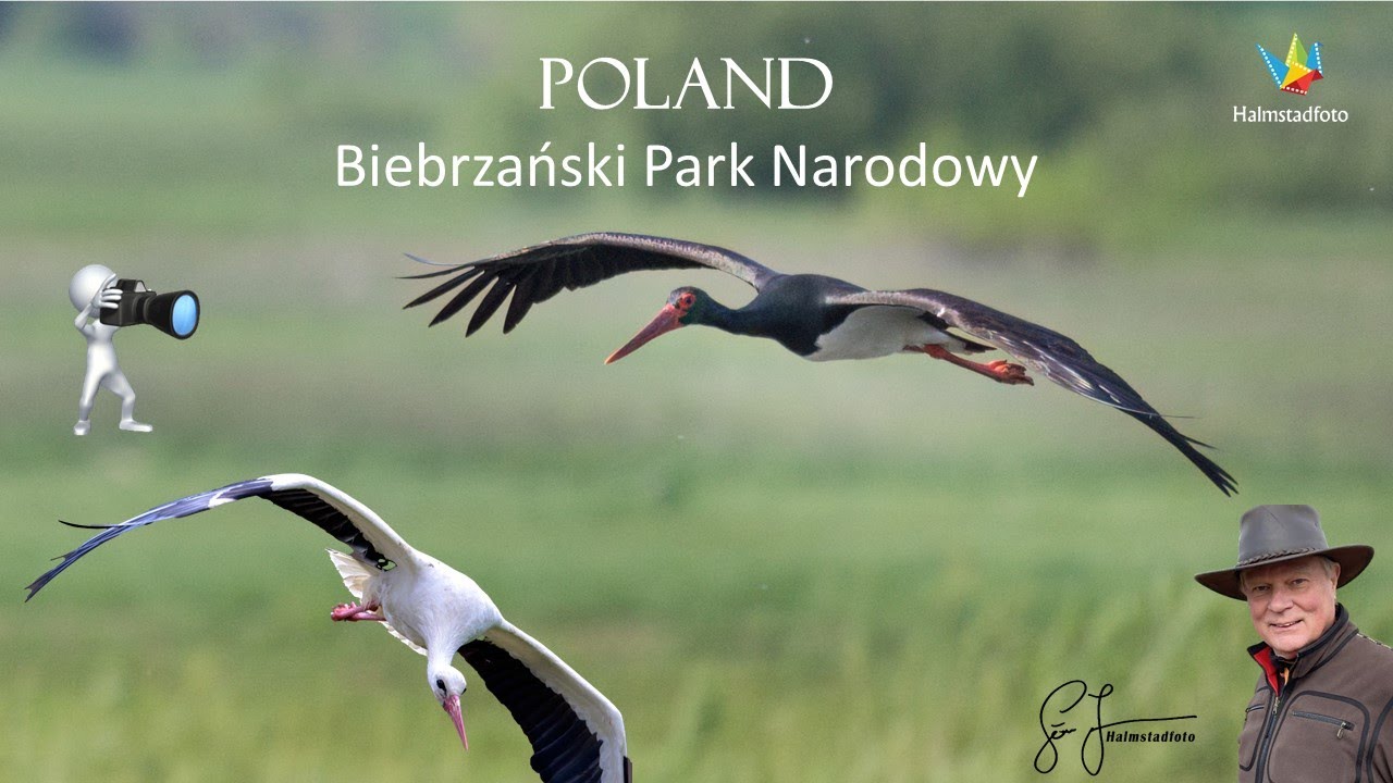 WILDLIFE PHOTOGRAPHY Biebrzański Park Narodowy - National park in Poland. Nikon Z9 and Nikon 180-600