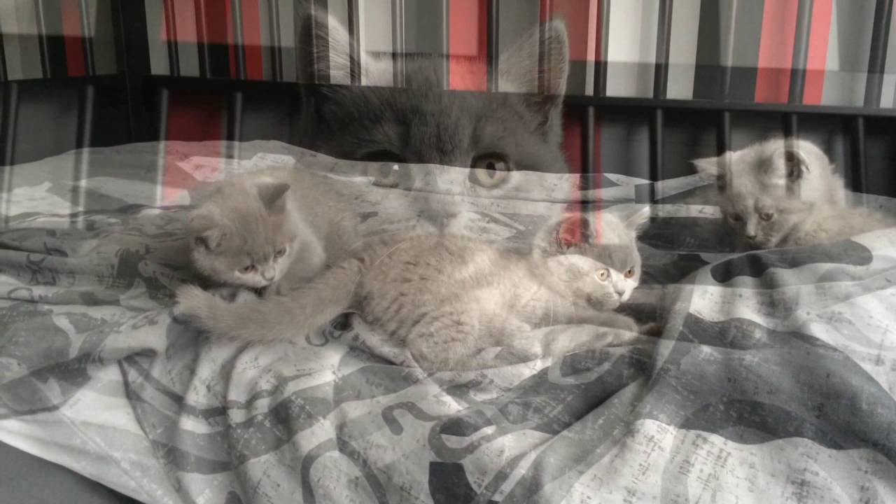 Brits korthaar kittens op bed!