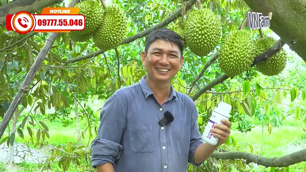 Sửa tướng trái, nở hộc, xanh gai, tròn trái, cơm vàng siêu ngon với Aura cảu VNFarm