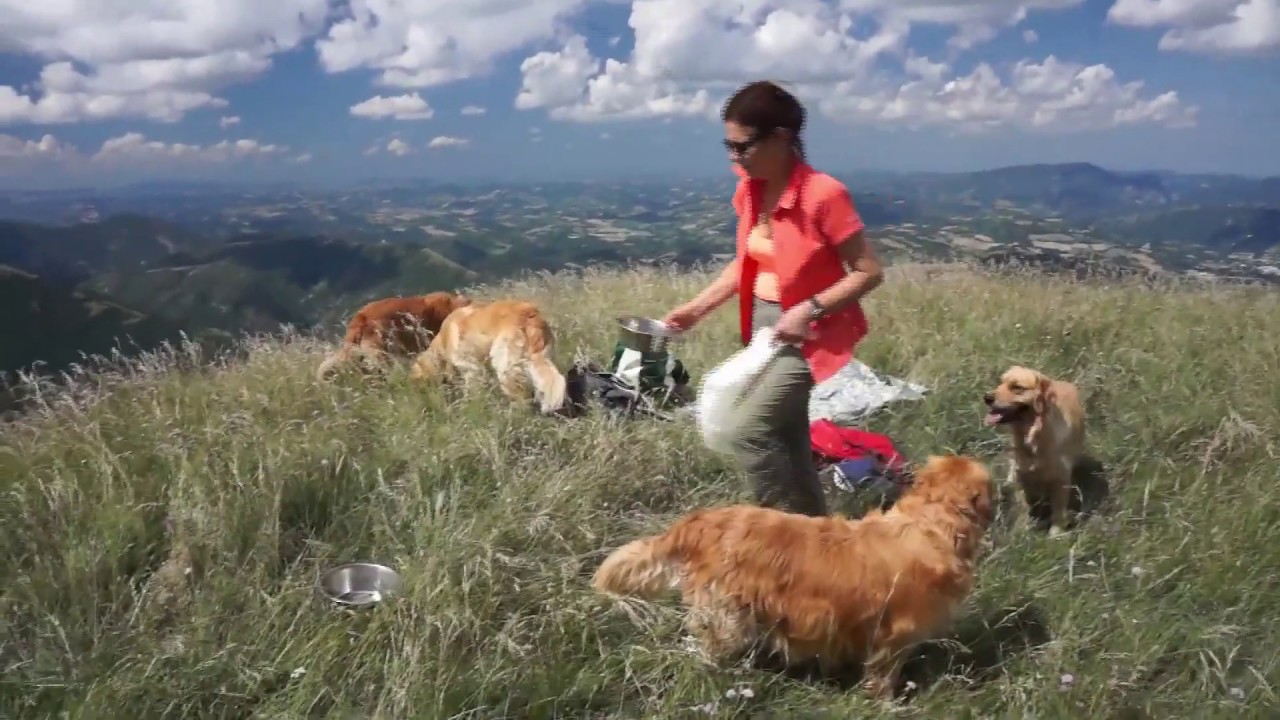 UNDERSTANDING CANINE CARE & BEHAVIOUR COURSE