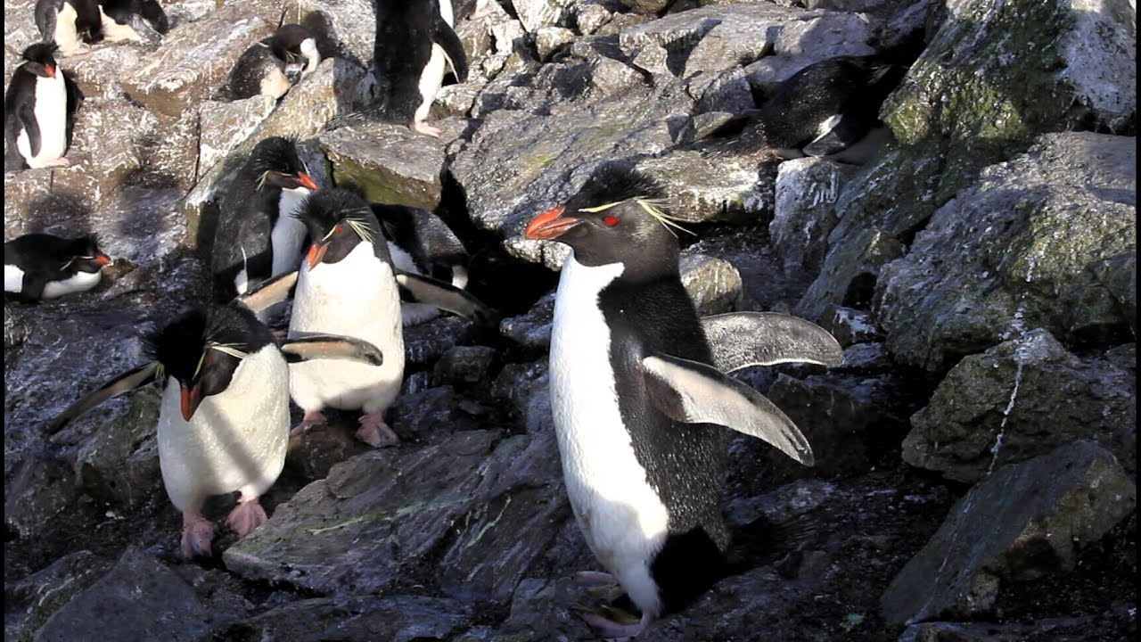 Rockhopper Penguin on the Rocks