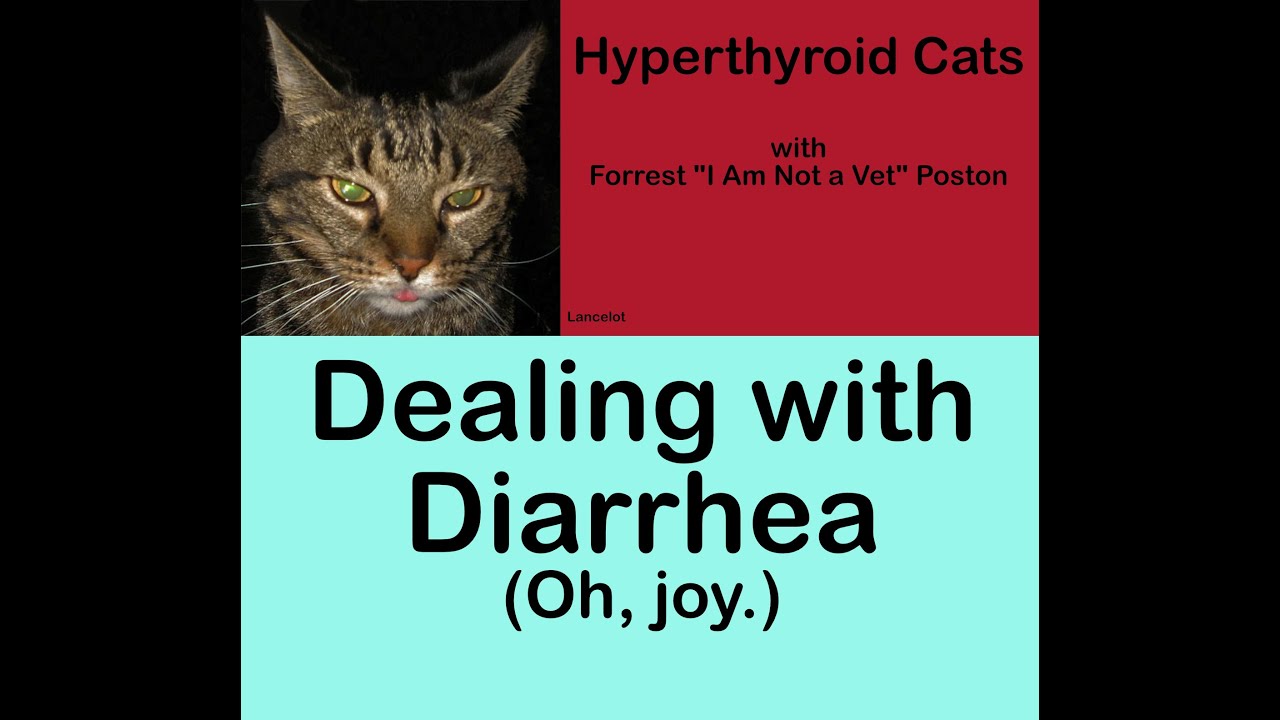 Hyperthyroid Cats: Dealing with Diarrhea