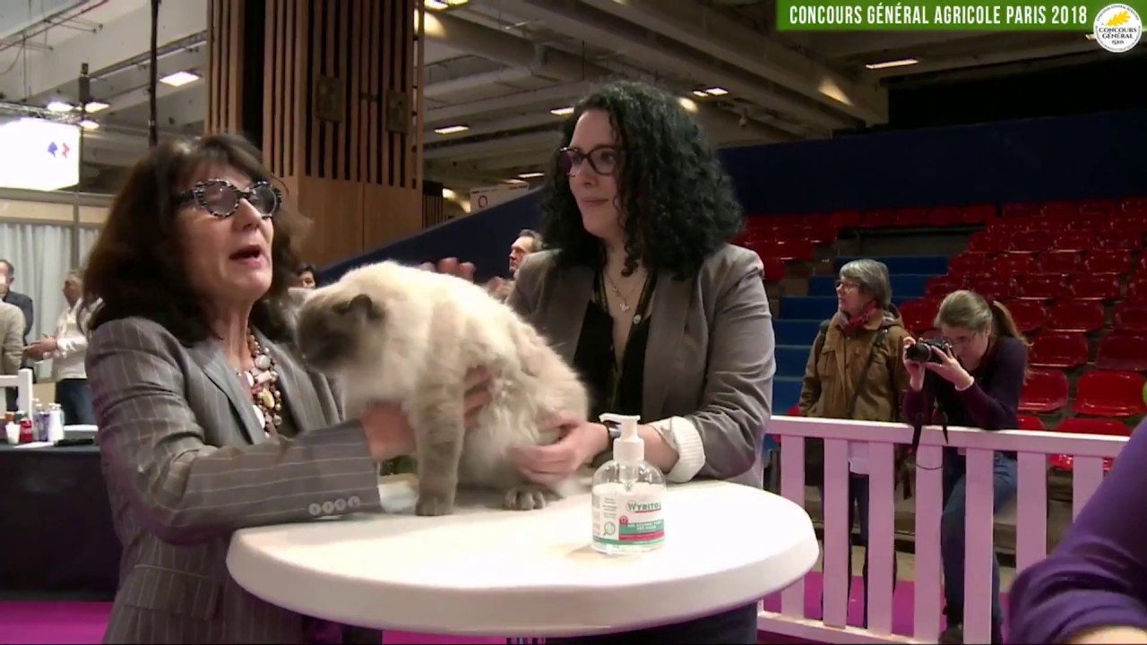 Concours Général Agricole félin 2018 Bengal et Ragdoll