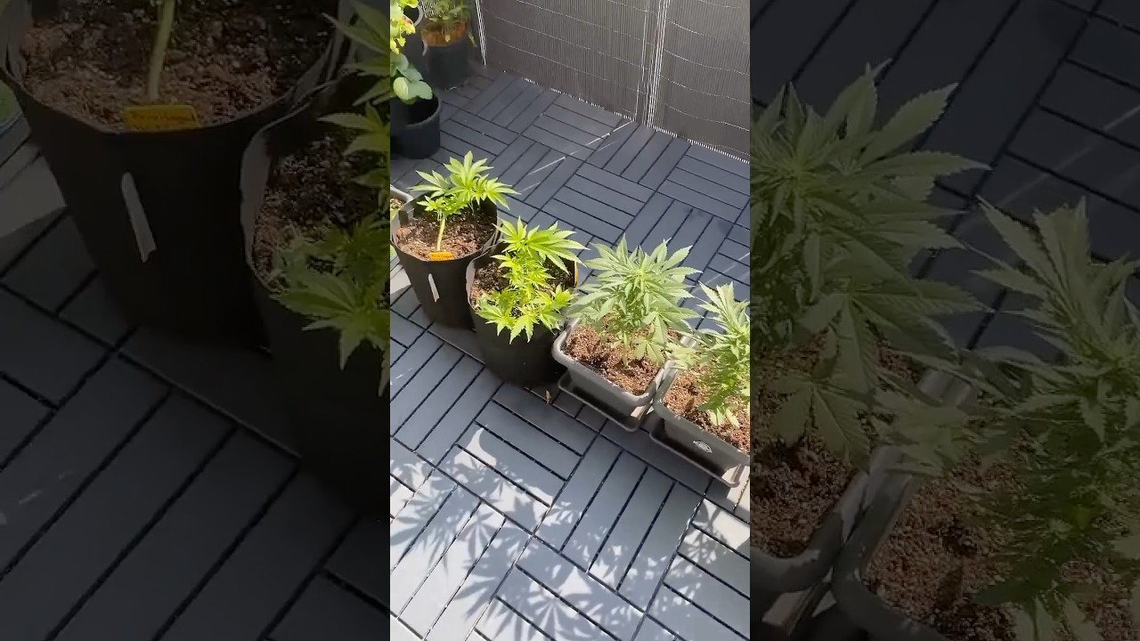 #outdoor #cannabis #Grow #balkon #anesiaseeds