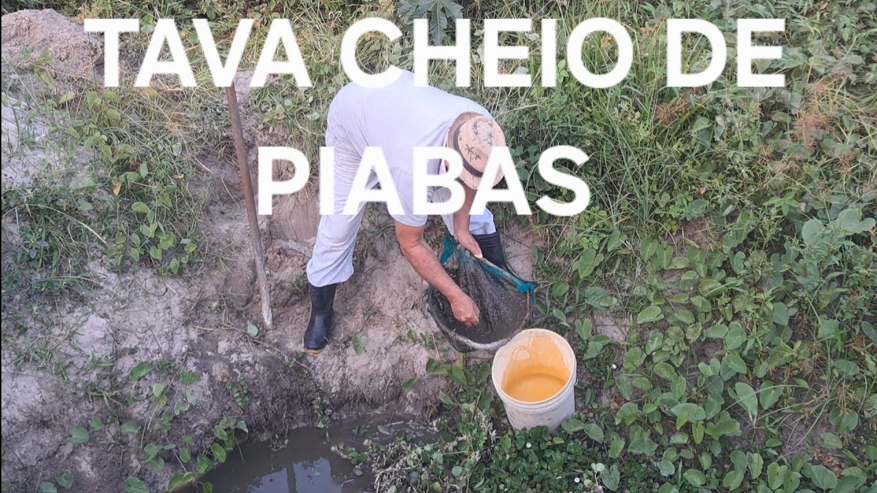 Pouca água mais muitas piabas 