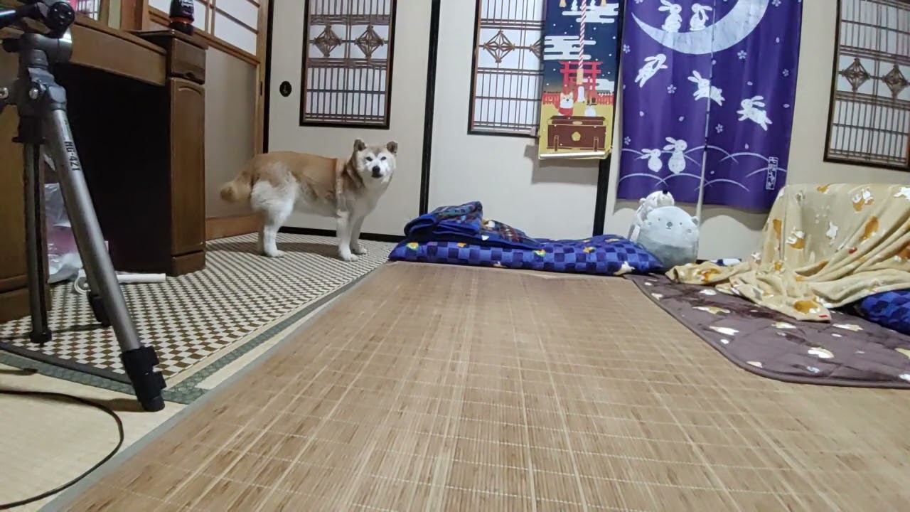 チョットだけ儀式