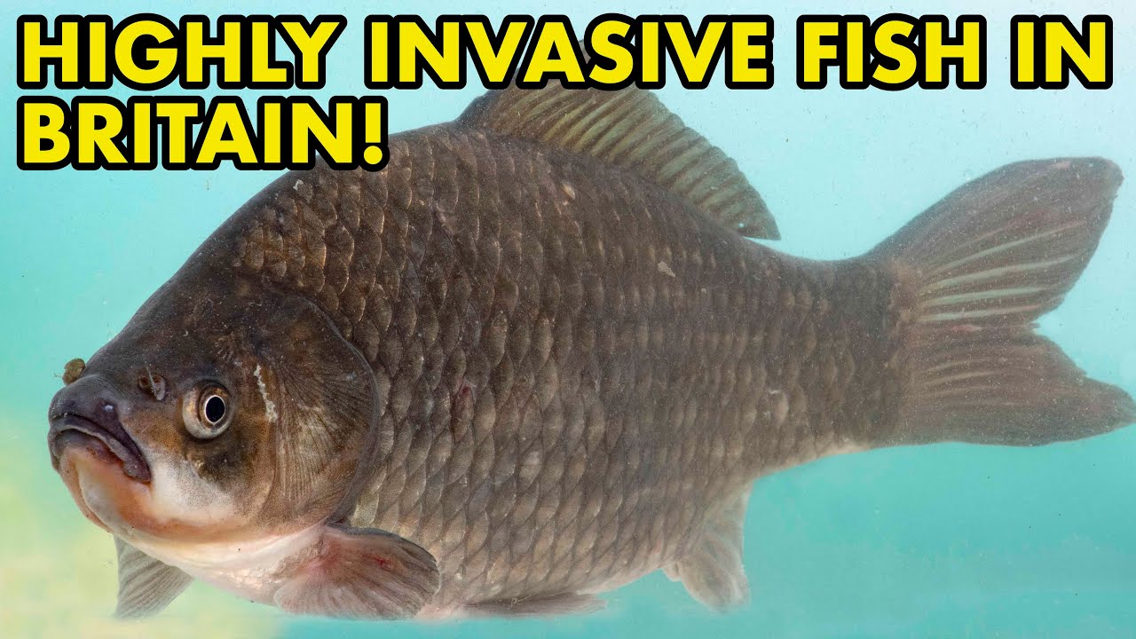 Why Prussian Carp are Going to Be a Hugh Problem! (Fish Myths UK)