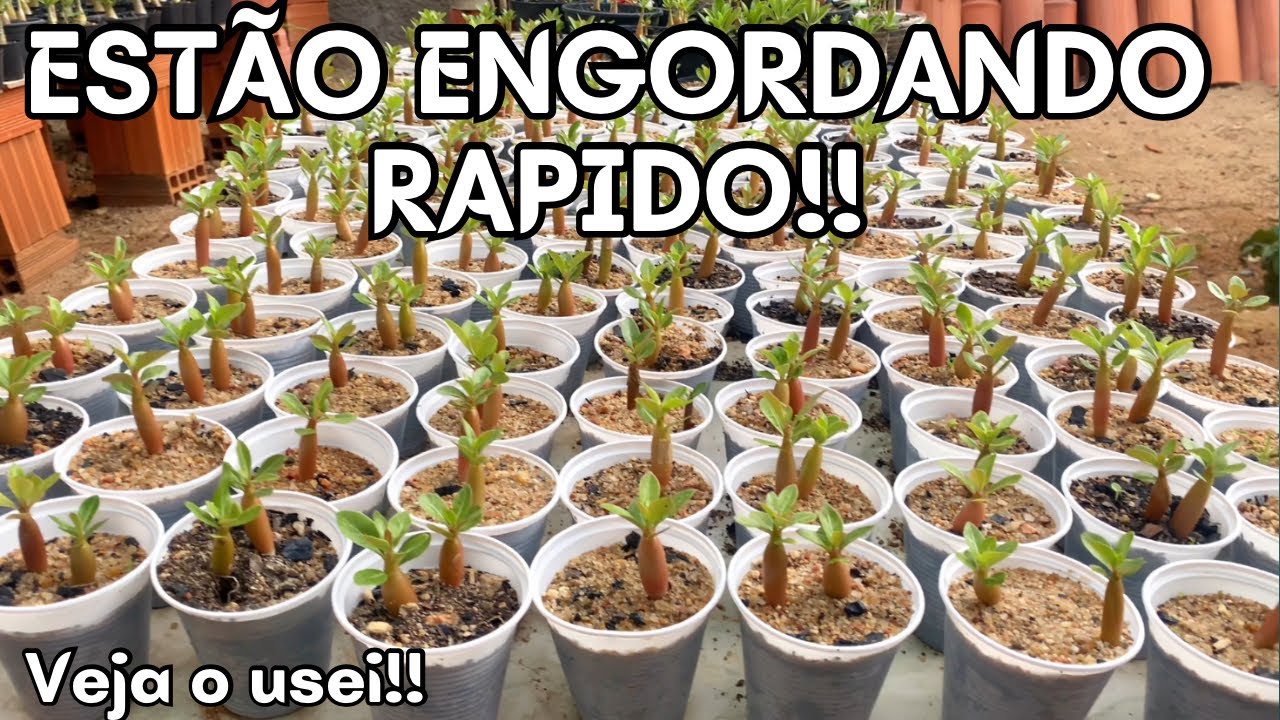✔️Como faço para minhas mudas de Rosas do Deserto Crescer e engordar Rápido!!