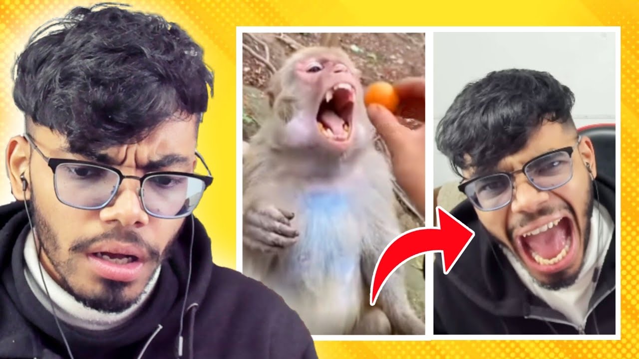 They Found A Monkey With My Voice - Reddit Review