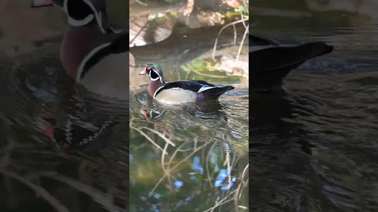 A Wood Duck #birds #birdphotography #wildlife