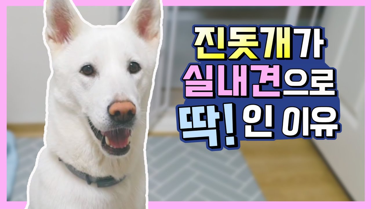 [ENG SUB]한국 진돗개의 훌륭한 점 4가지! & 진돗개에 대한 편견들...