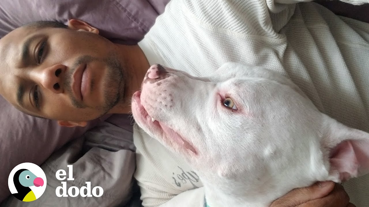 Perro rescatado de un acantilado tiene un superpoder | Puro Pitbull | El Dodo