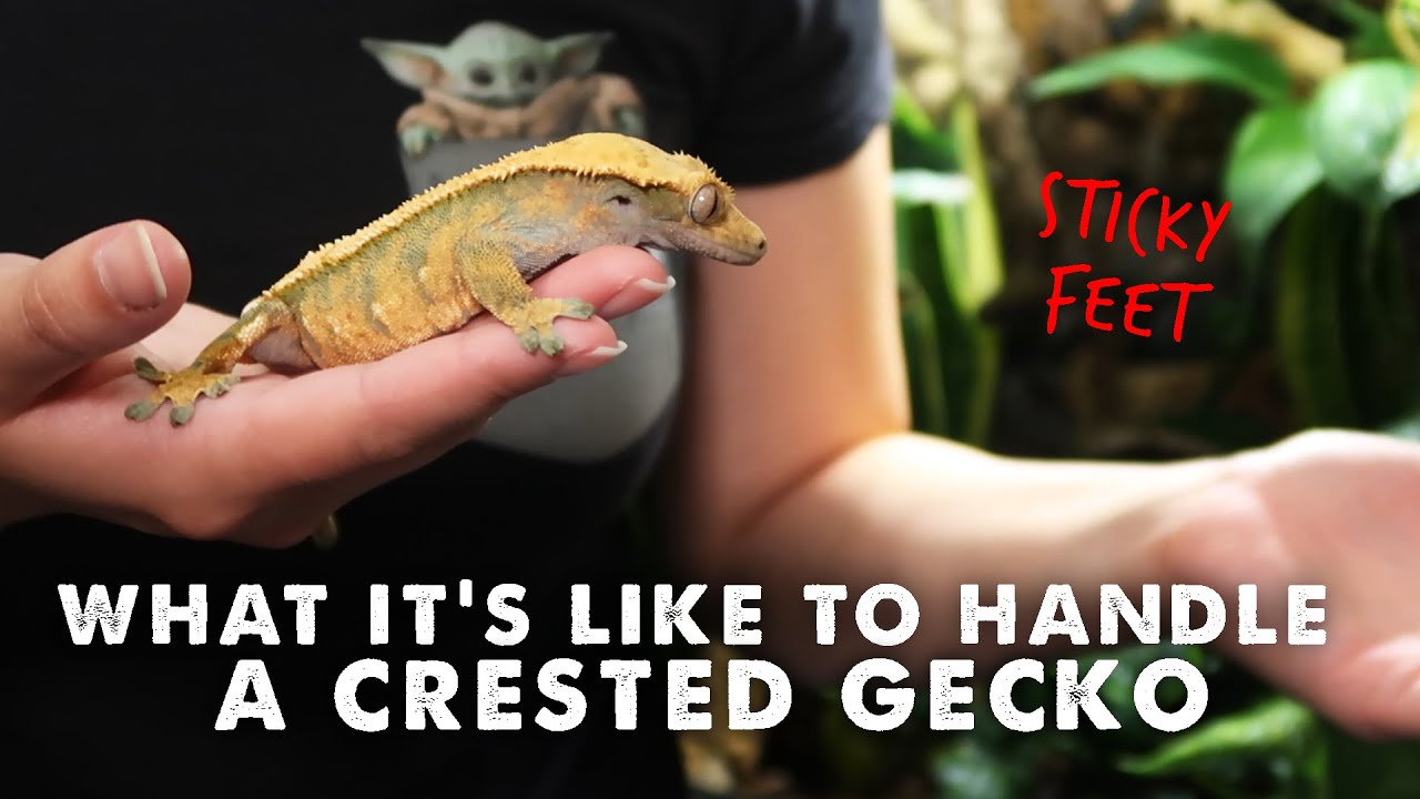 Jumping, Tail Dropping & Sticky Feet 😬 | HANDLING CRESTED GECKOS