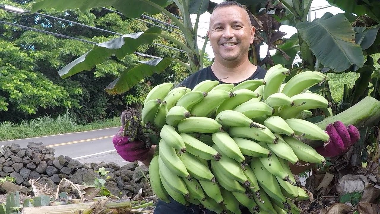 Too many Bananas! Harvesting apple bananas at a friends house in Hawaii