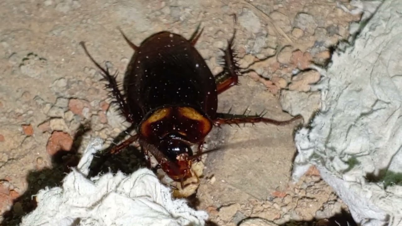 Cockroach eating bread