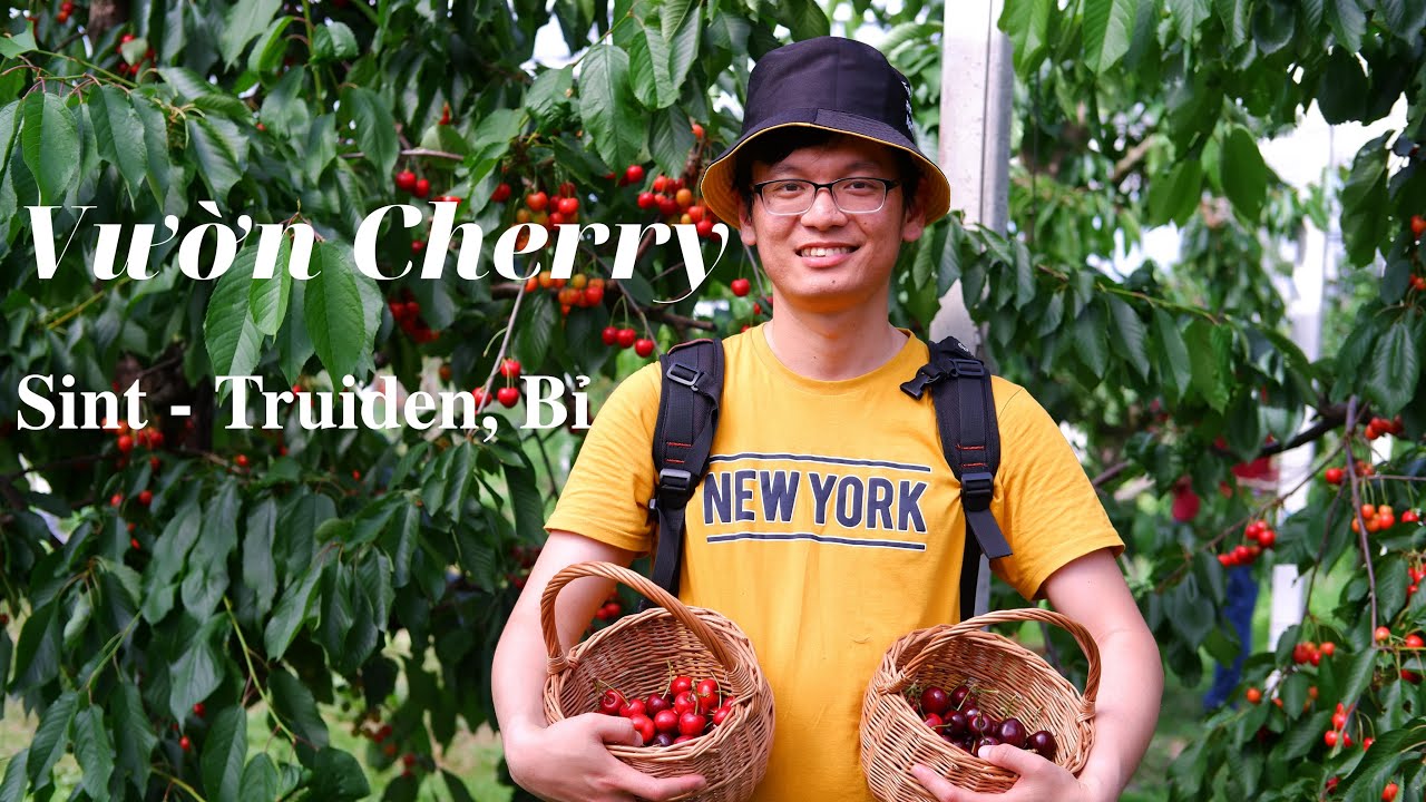 🇧🇪 Hái Cherry Tại Vườn, Vương Quốc Bỉ | Cherry Picking, Sint-Truiden, Belgium | Du Lịch Châu Âu