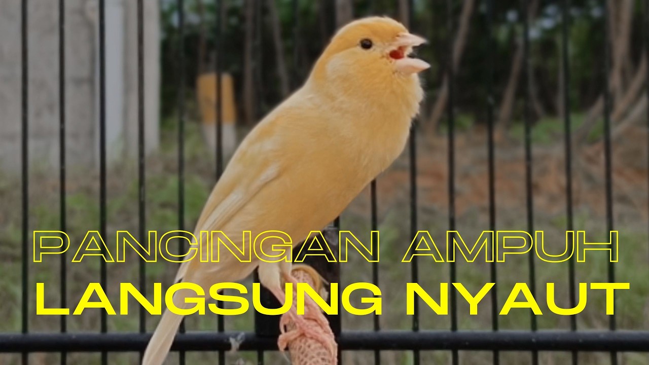 Pancingan Ampuh untuk Kenari Muda Agar Cepat Gacor Cocok untuk Terapi Kenari Macet Bunyi !!