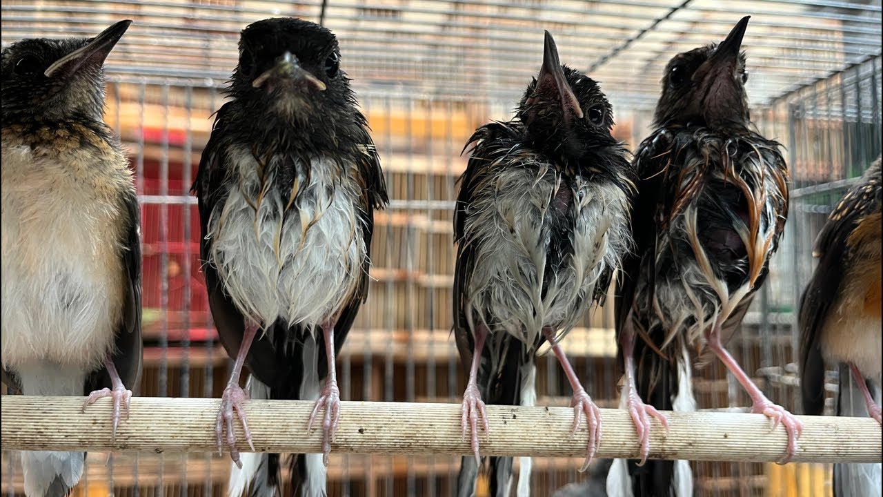 UPDATE STOK KIOS ABADI BIRD PALMERAH TERBARU !!! 04 FEBRUARI 2026