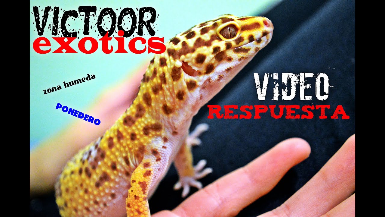 Video Respuesta + Tupper húmedo o ponedero Geckos Leopardo