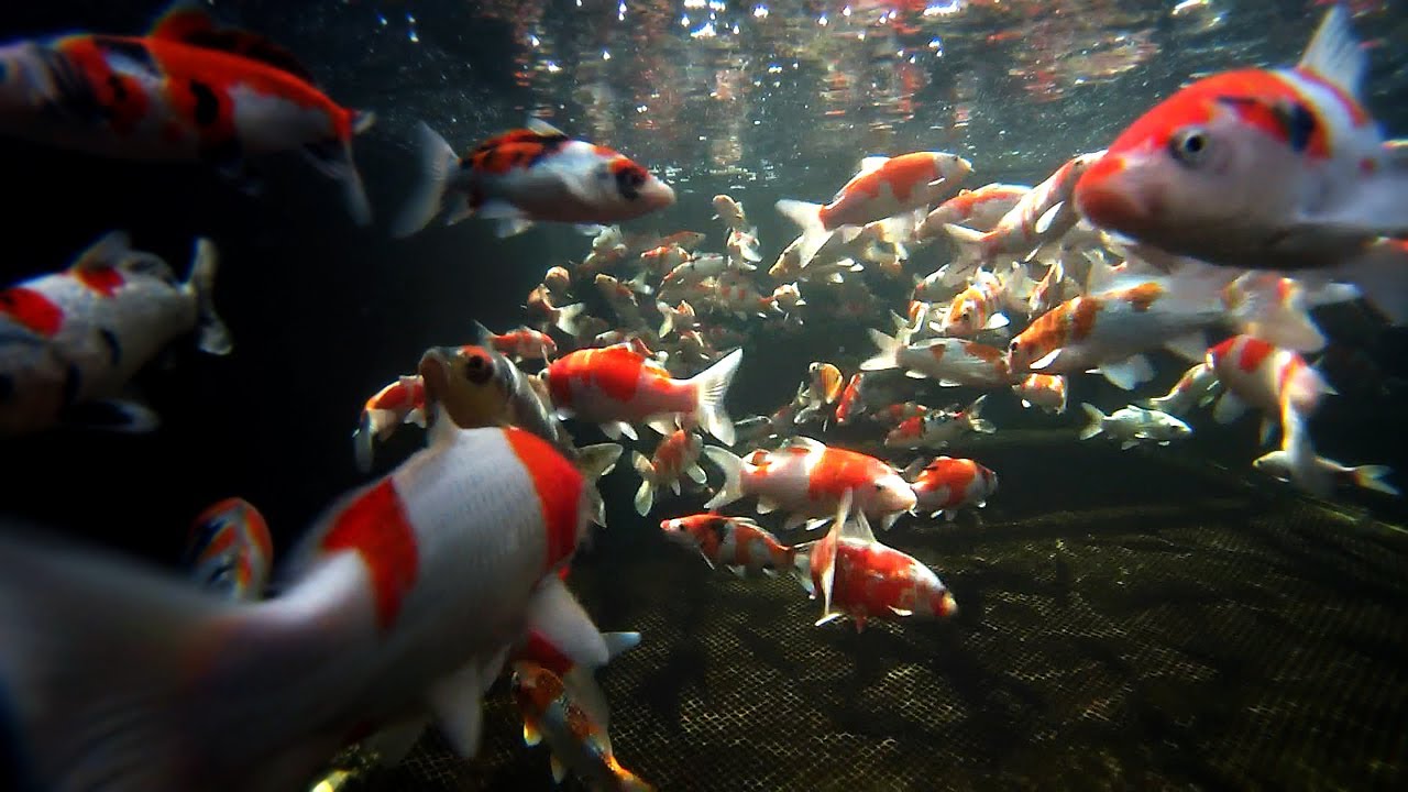 Koi Carp Male and Female Fish Identification 3 of 3