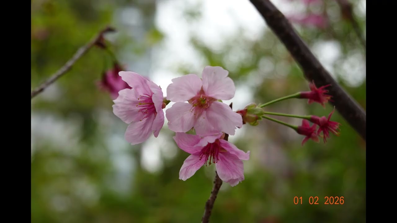 Vlog Daily 之石門櫻花🌸🌸1-02-2026