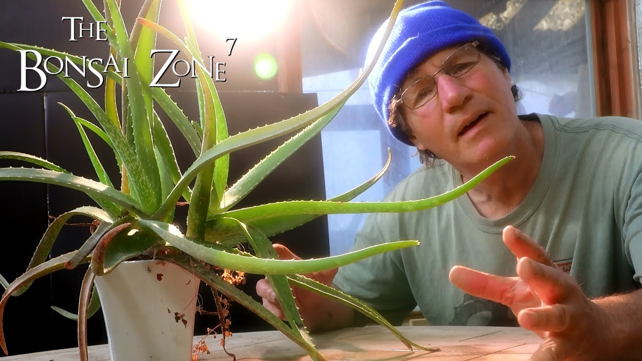 Silk Floss Bonsai and More, The Bonsai Zone, May 2020