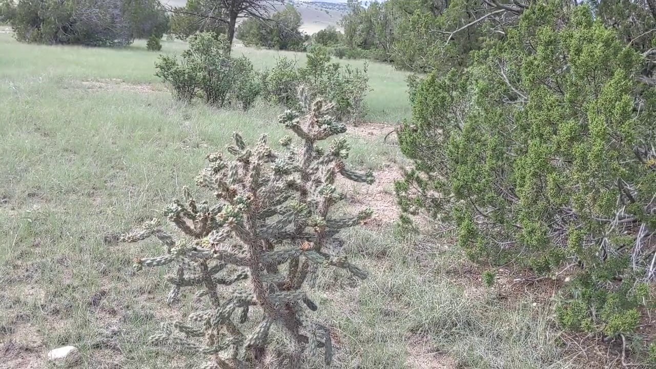 BOONDOCKING...a look at my site on BLM New Mexico...near Ruidoso NM