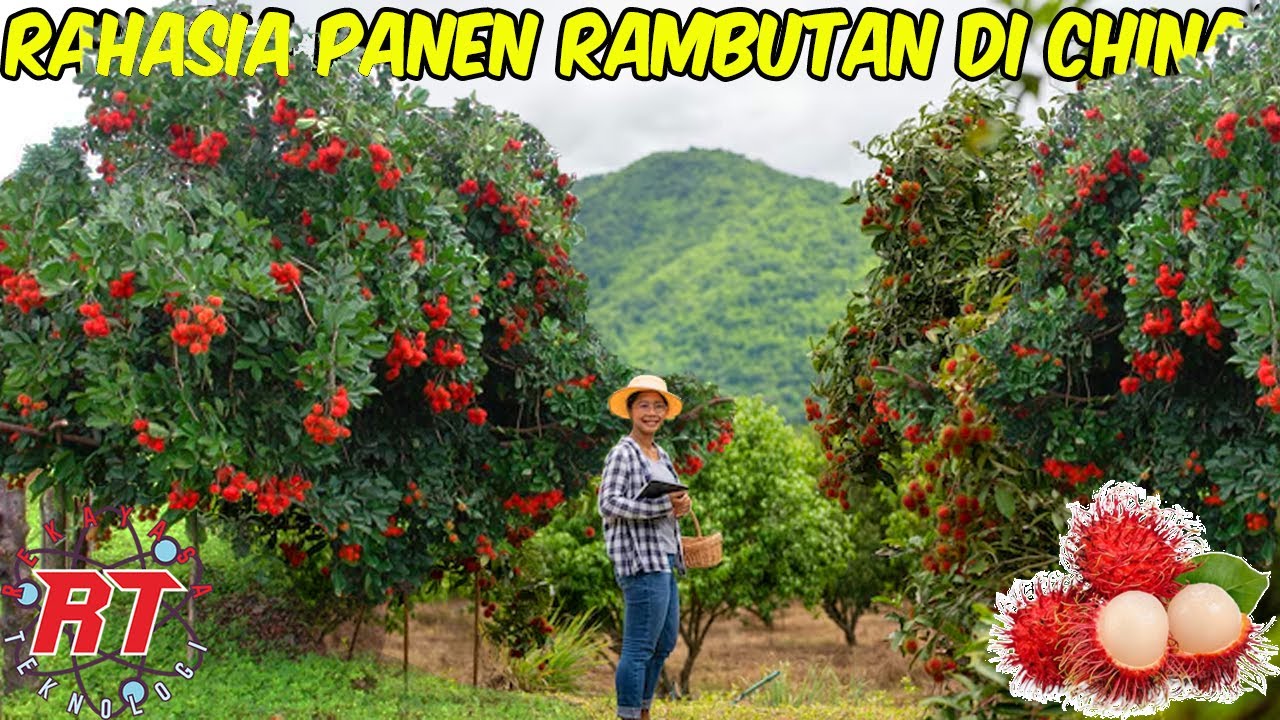 JARANG DIKETAHUI! BEGINI PROSES PANEN RAMBUTAN SKALA BESAR DI CHINA