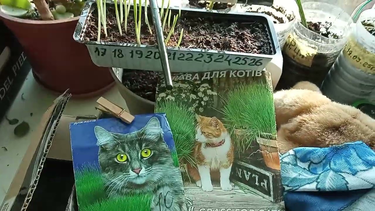 5 зёрен и сегодня тоже посеял для Кота БАРОНА