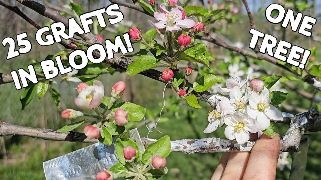 Our Apple Grafts are Blooming!